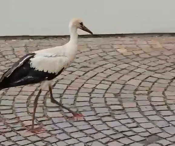 01 original 9E9C252F 83ED 4A48 86C8 E3274992C532.jpeg