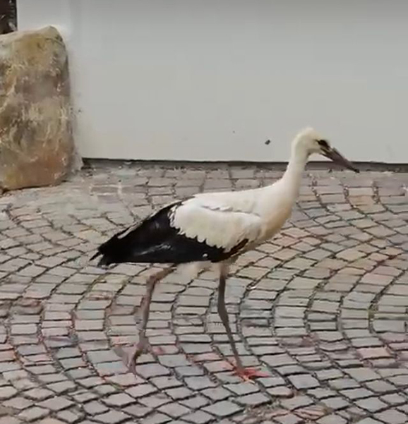 02 original 99CC0ADB 43E2 430C A807 880CBEE7CE98.jpeg