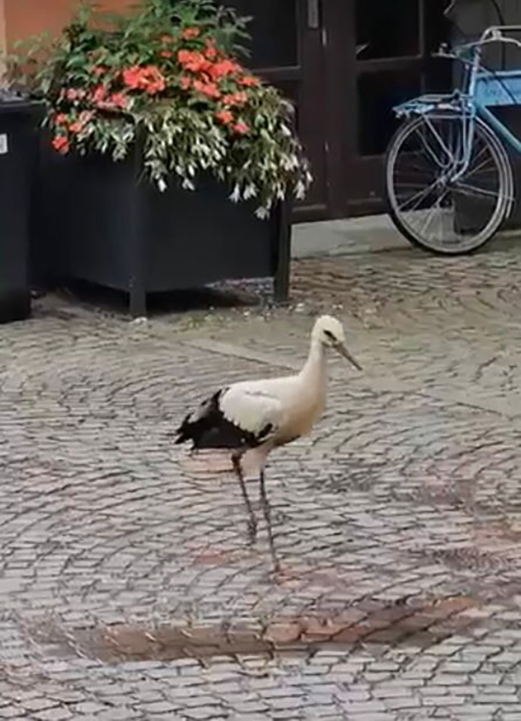 03 original 548EEFEE C8DF 4FD6 AAD2 882CFE6252AB.jpeg