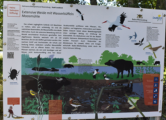 05Büffel Tafel groß