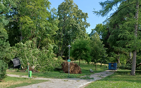 13Sturm entwurzelte Bäume Stadtpark