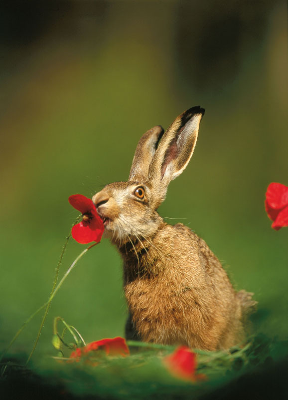 4 Hase