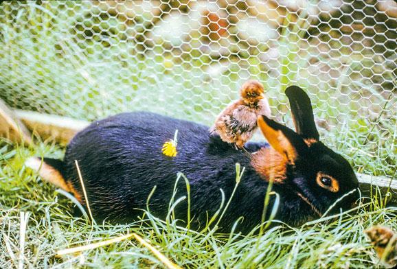 Das gr Buch vom Kleinvieh156 C Wolf Dietmar Unterweger