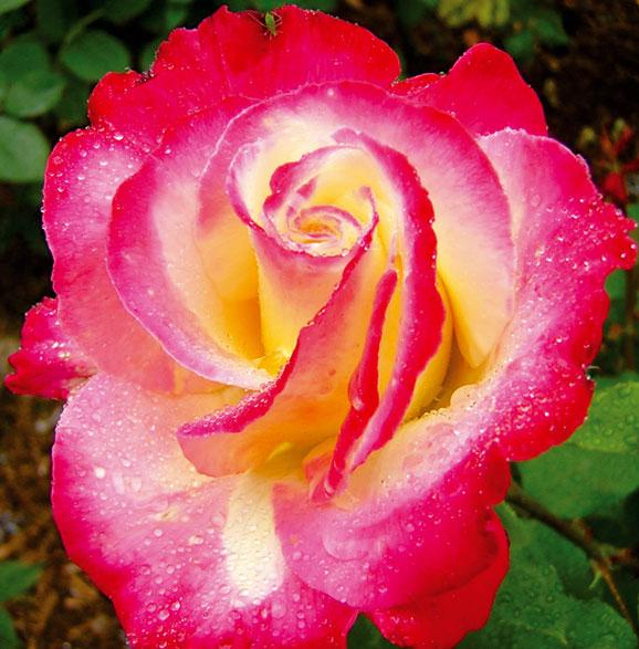 rose gelb rot