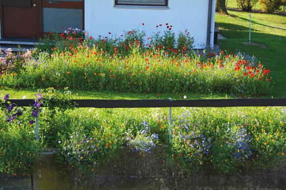 Insenktenfreundliche Blumenpracht für den Urlaub im Garten