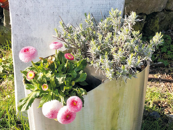 Der Lavendel überwinterte unbeschadet die Bellis Perennis litten ein wenig unter den Nachtfrösten im Apriljpg