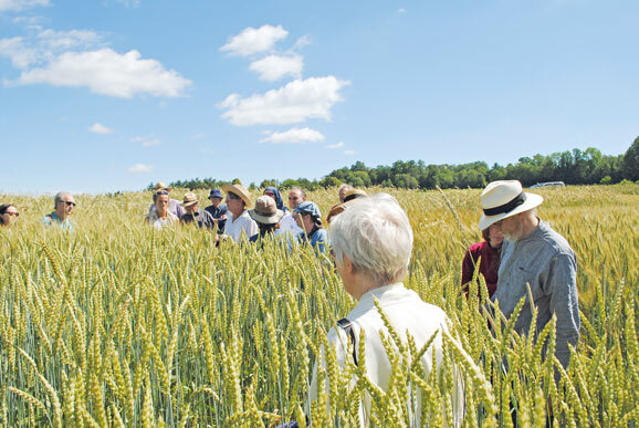 Udo Hennenkämper Mitte mit Hut führt durch Getreidefelder be Foto Keyserlingk Institut