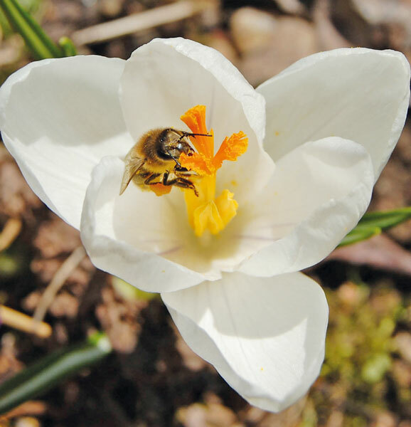 p 68621bild2Foto djdDeutscher Imkerbund eVJuergen Schmat