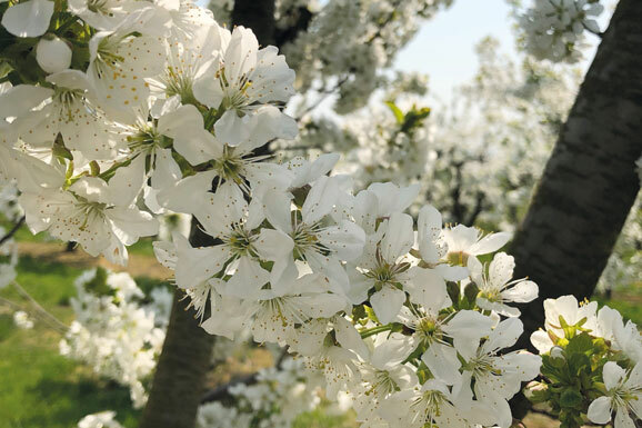 p 68621bild3Foto djdDeutscher Imkerbund eV