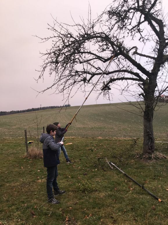 Bilder Baumschneiden 2