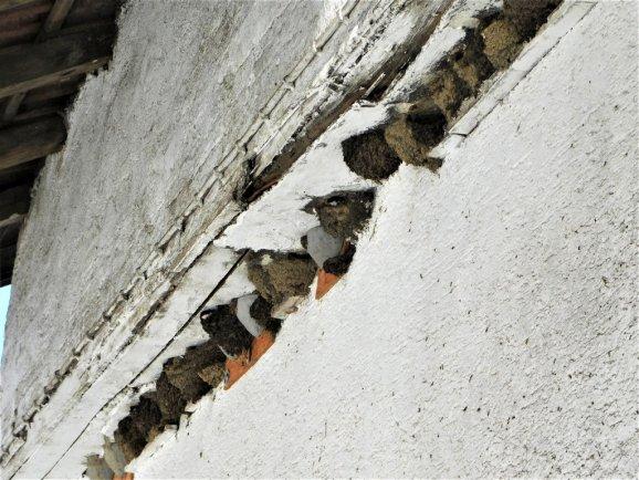 Mehlschwalbenkolonie 578