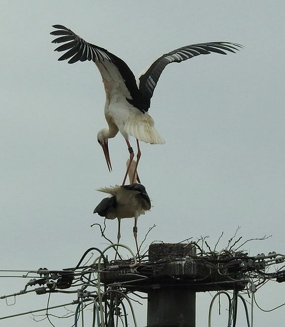 storch3