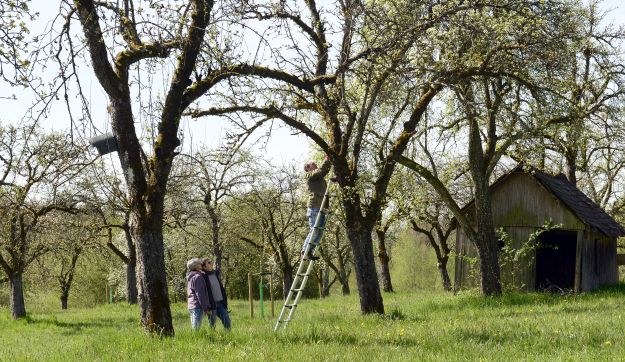 Streuobstwiese Nistkasten bearbeitet 1