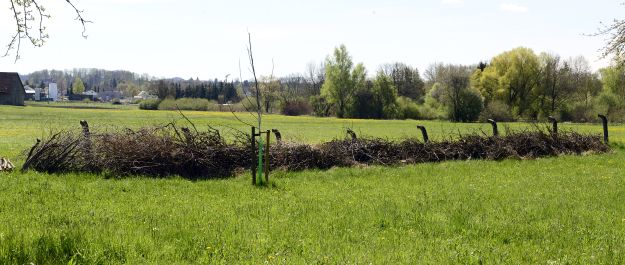 Totholz oder Benjeshecke bearbeitet 1