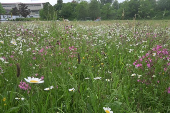 Blumenwiese im HNingergrund der Skaterplatz 578