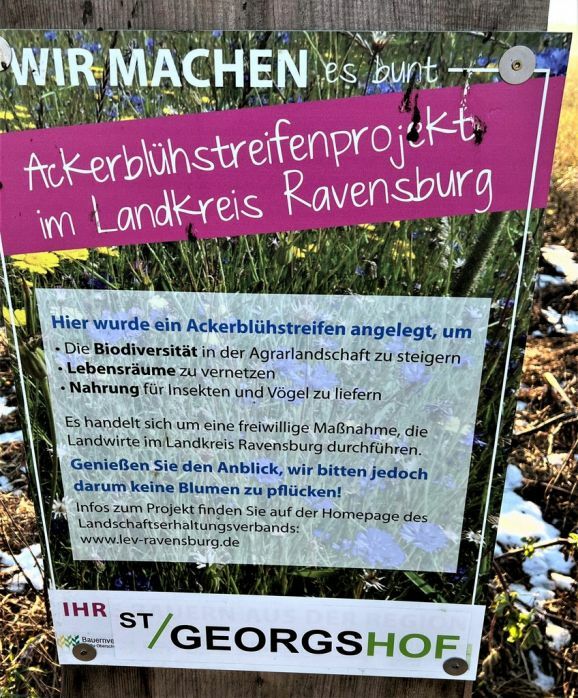 19Ackerblühstreifen2