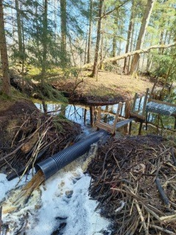 12Titelseite Bibermanagement im Steinacher Ried Bild rechts 2