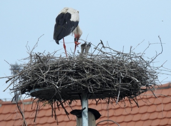 23Störche Gaisbeuren