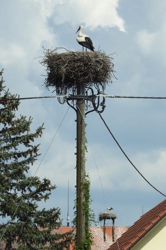23Störche Michelwinnaden