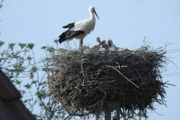 29storch Haisterkirch