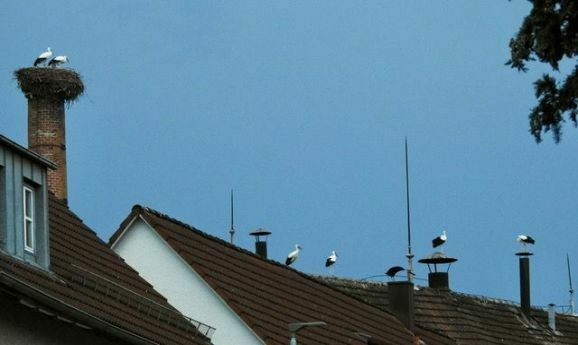 29storch brauereic
