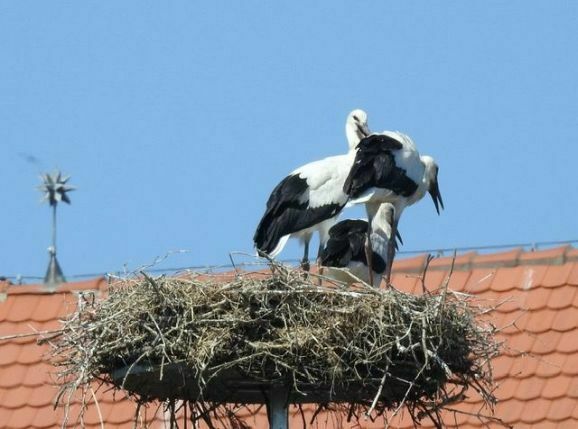 29storch gaisbeuren