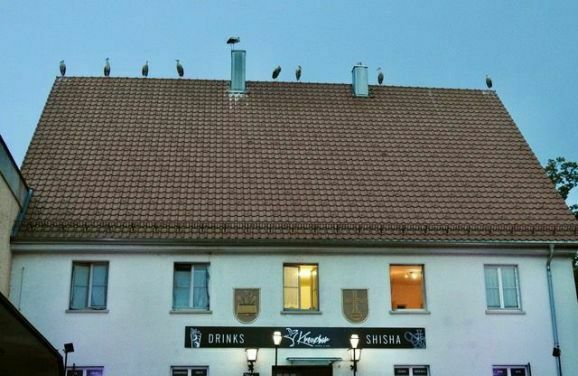 29storch steinach