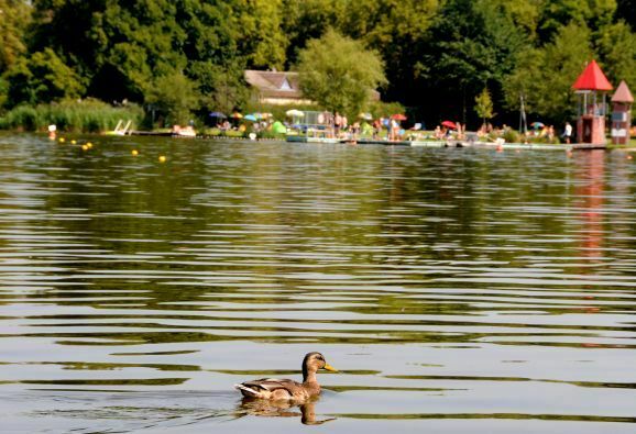 06Stadtsee Freibad Ente