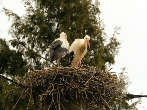 15storch1