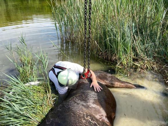 ww2022 05 12 Tierrettung Pferd in Weiher HM 2