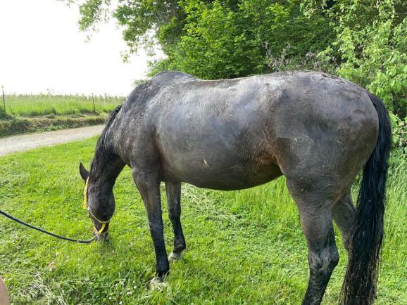 ww2022 05 12 Tierrettung Pferd in Weiher HM 3