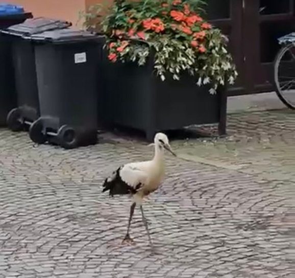 original 566A27CE 1FBC 4C02 BABF C147ACF81150.jpeg